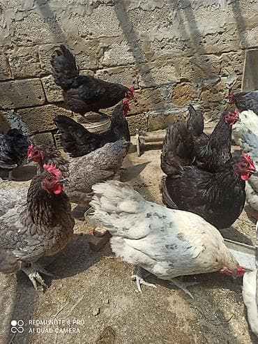 keci satisi: Toyuq, Australorp, Damazlıq, Ünvandan götürmə, Ödənişli çatdırılma — 8