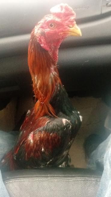 Cücələr: Salam aleykum satlır bir dəfə doyuşub usdun niçyəsi var aralıgda yox! — 1