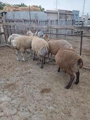 mal qoyun: 5 dənə kök quzu satılır.ünvan.Yeni Yaşma — 1