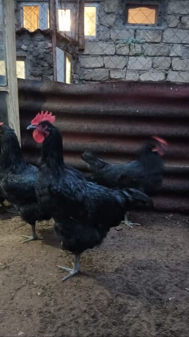 etibarlı ellere verilir it: Toyuq, Australorp, Damazlıq, Ünvandan götürmə — 1