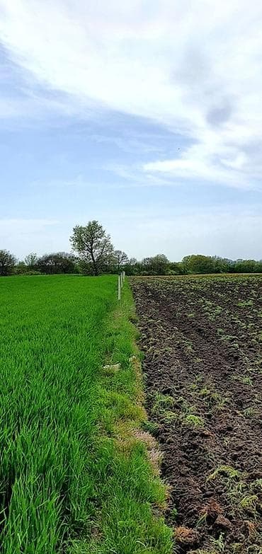 Kənd təsərrüfatı