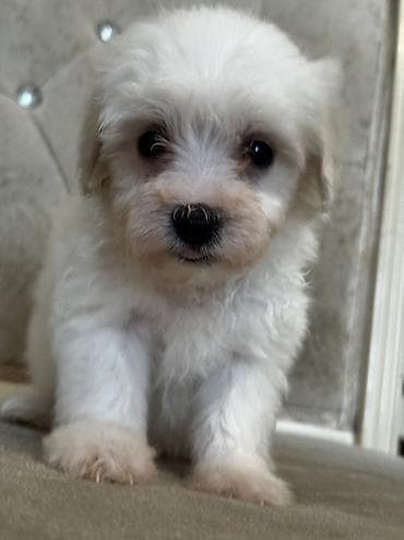 cixuaxua iti: Bişon Frize — 6