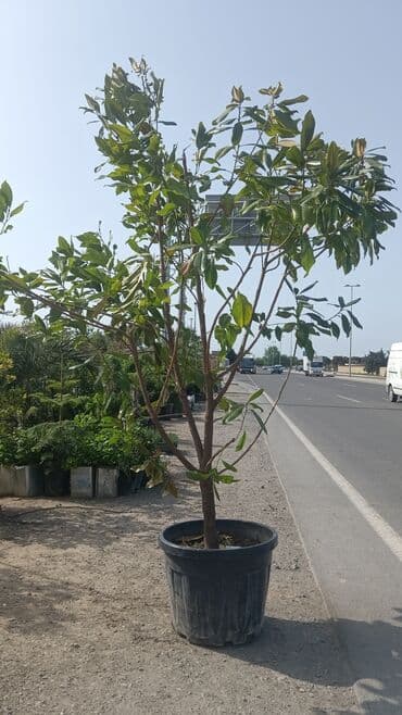 qızıl gül buketi: Magnolyalar satlr 800manat — 3