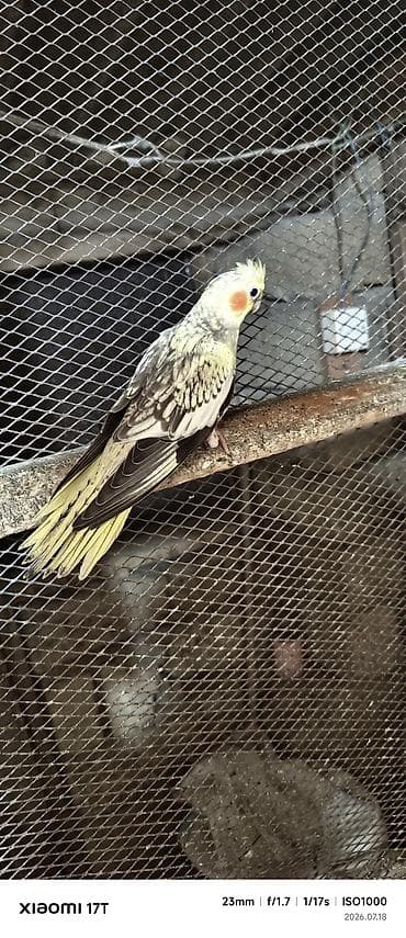 Karella balalar ələ öyrətmək vaxtlarıdır kim istəsə öz quşlarmın — 1
