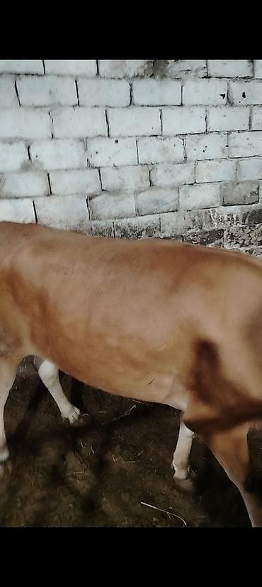 inək öd daşı: Kimde maraqlı olsa buyursun elaqe saxlasin boş yere narahat eleme — 7