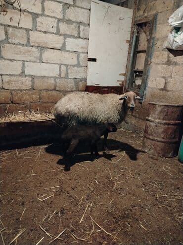 Heyvanlar üçün mallar: 𝗔𝗻𝗮 𝗯𝗮𝗹𝗮 𝘀𝗮𝘁𝗶𝗹𝗶𝗿 𝗯𝗮𝗹𝗮𝘀𝗶 𝗲𝗿𝗸𝗲𝗸𝗱𝗶 — 4