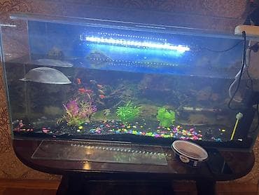 Akvariumlar: Dördbucaq akvarium, Balıqlarla birlikdə, 88 l — 1