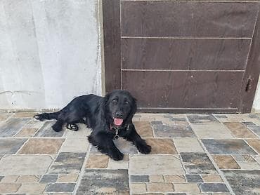 Quşlar: 8ayliqdir.Parodasini bilenler taniyar nece bahali itdir.qiymətdə cuzi — 3