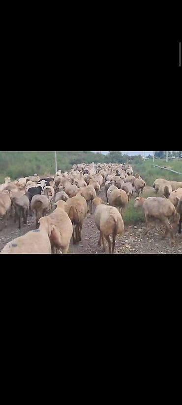 qoyun satilir: Dişi, il: 1, 60 kq, Damazlıq, Ünvandan götürmə — 8