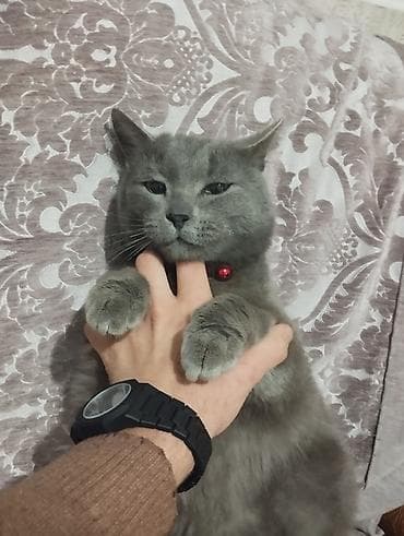 Şotland, Erkək, Ünvandan götürmə, Ödənişli çatdırılma