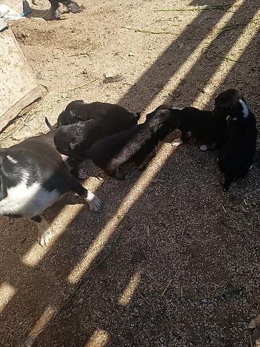 xacmaz heyvan bazari: Zvanok it balaları — 8