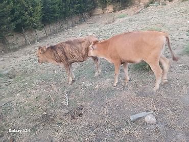 kök dana: Satılır: 2 baş dana - Növ: iri buynuzlu heyvan (dana) - Say: 2 ədəd - — 3