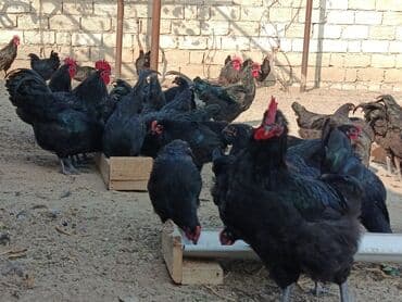 alman coban: Toyuq, Yumurtalıq — 5