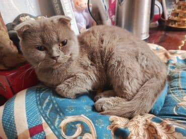 Heyvanlar üçün mallar: Britan yastı qulaq, Dişi, Yaxşı əllərə, Ünvandan götürmə — 3