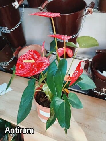 Anturium (Anthurium) qapı bitkisi - Parlaq qırmızı, ürək formalı lalafo.az -da Anturium (Anthurium) qapı bitkisi - Parlaq qırmızı, ürək formalı
