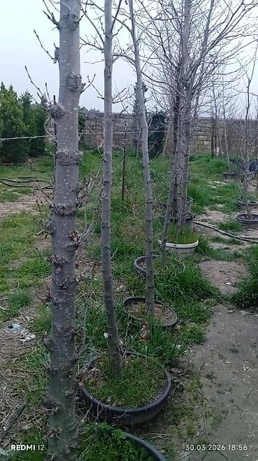 bəzək bitkilərinin adları: Satılır: Qutuda dekorativ və meyvə-ağacı tingləri, həmçinin bəzək — 2