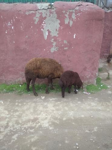 Другие с/х животные: Ana bala qoyun balası disdi qoyun morkaramandi buynuzlu qoyundu qoyun — 4