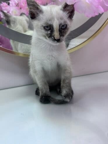 pişik cinsləri: Siam, Dişi, Yaxşı əllərə — 3