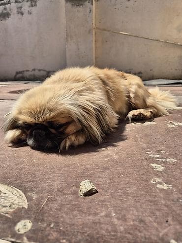 it sekilleri: Pekines — 5