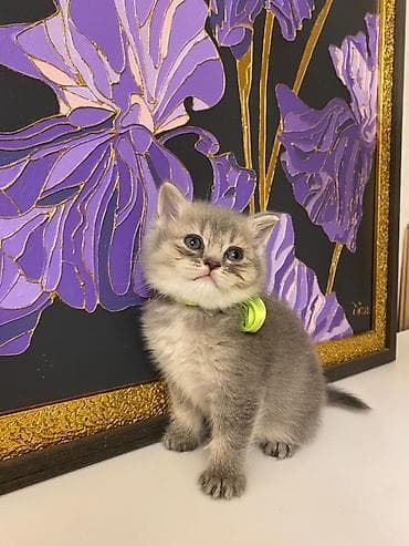 satılıq pişiklər: Şotland — 3