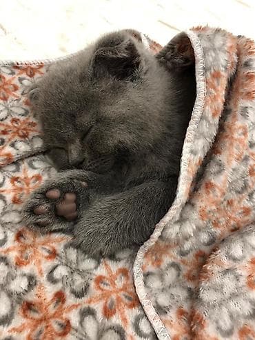 cin bildircin: Britan — 5