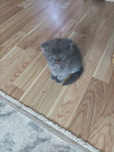 VAZ (LADA): Britan, Dişi, Yaxşı əllərə, Ödənişli çatdırılma — 1