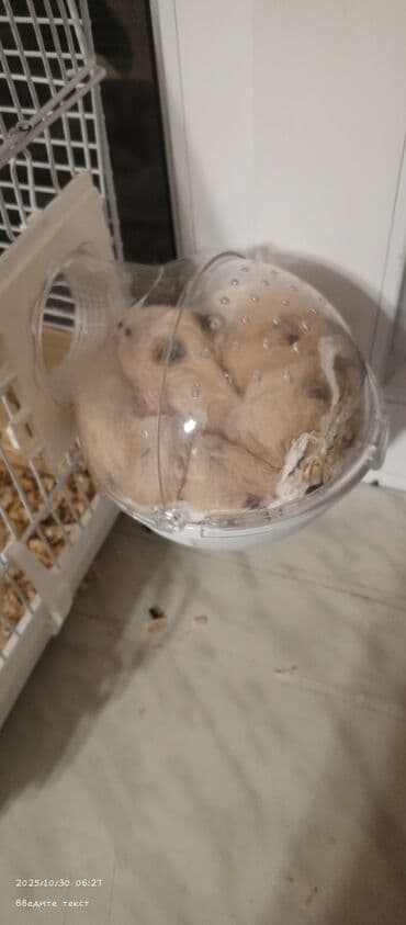 Gəmiricilər: Продаются хомяки 
Hamsterlər, satılı
Pirallahi — 4