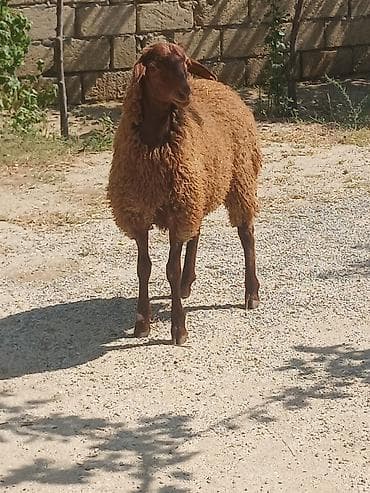 setteri it cinsi: 16 17 kilo eti var erkey — 2