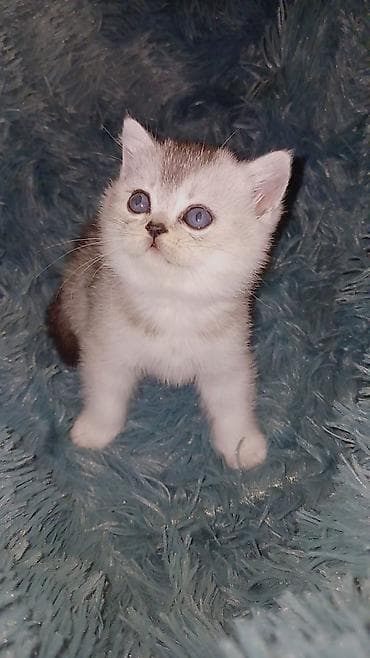 it ucun yuva: SILVER ERKEK_BIT_QURT DERMANI OLUNUB.AT_ANASI MENDE +PASPORTLUDUR.BEBE — 1