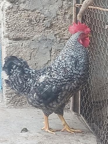 Məhsul: Xoruz sort xoruz Təsvir: - Rəng: qarışıq boz-qara “çırtmalı”