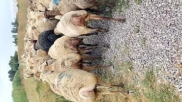 at satisi qiymetleri: Dişi, il: 1, Damazlıq, Pulsuz çatdırılma — 7