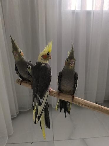 20 manata mən alıram. Yaşı, cinsiyyəti, sayı fərq etmir. Bu qiymətə