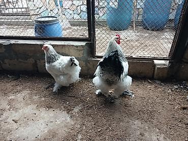 Gəmiricilər: Brahma “Light” cinsli toyuq və xoruz cütü - Nadir, dekorativ görünüş — 3