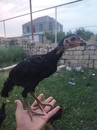 cücə: Toyuq cücələri, Damazlıq — 1