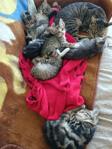 кот в добрые руки: В добрые руки — 5