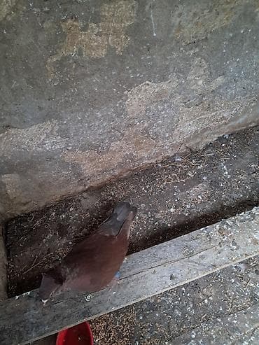 goyercin sumqayit: Qəhvəyi rəngli dekorativ göyərçin - Növ: dekorativ/reksion tipli — 1