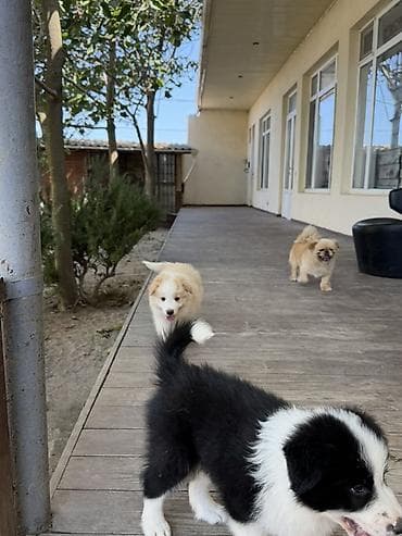 itl: Heyvanın tipi, dog Cinsi border collie 2 aylıq baladır anasının — 3
