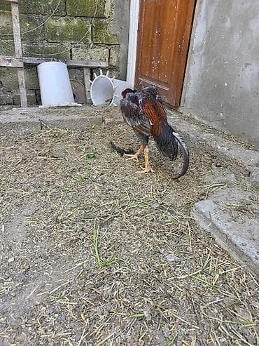 Təcili satılır cinsi qani yerindedi.Real alıcılar narahat etsin barter lalafo.az -da Təcili satılır cinsi qani yerindedi.Real alıcılar narahat etsin barter