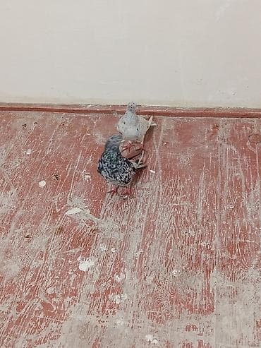 ov itleri satilir: Cütlüyü olan qəvvas göyərçinlər (cüdulər reyal alclar narhat edsin — 3