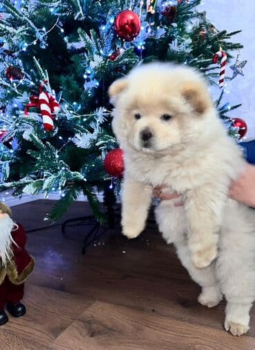 кане корсо щенки: Чау-чау, 1 месяц, Самка — 1