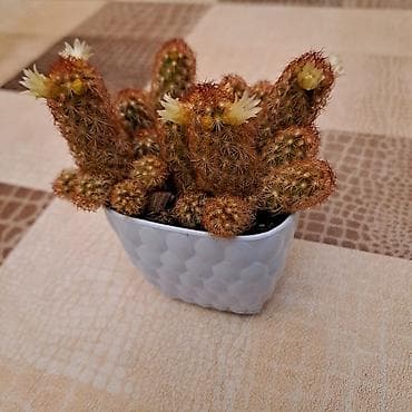 kaktus satisi: Mammillaria elongata (Qızıl barmaq kaktusu) – dekorativ mini kaktus — 2