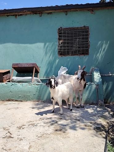 avçarka bala: Dişi, Zanen, il: 1, 60 kq, Damazlıq, Pulsuz çatdırılma — 2