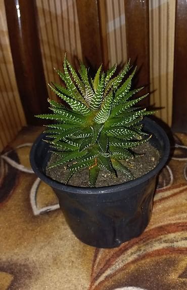 qara qizilgul satisi: Haworthia fasciata (zebra sukulent) – qara plastik dibçəkdə - — 3