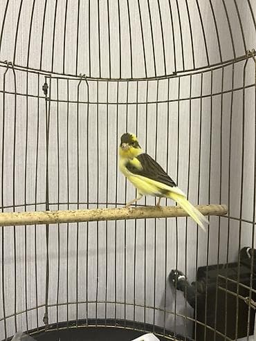 Göyərçinlər: Erkey bul bul tam saglam,1.5 yaw - Növ: ev quşu, kanareyka - Rəng — 3