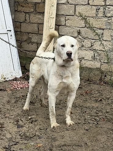 sahiblendirilir it: Alabay, Peyvəndli — 1