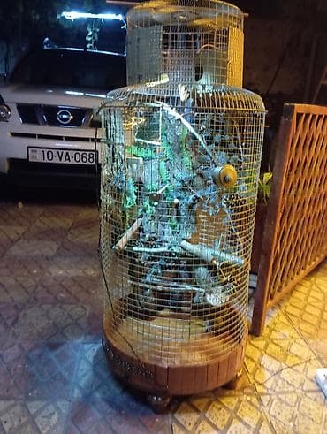 qefes boyuk: Dekorativ quş qəfəsi – əl işidir - Material: metal tor, taxta baza və — 4