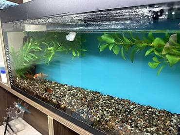 Gəmiricilər: Akvaryum komplekti – iri ölçülü şüşə akvarium və dekorasiyalar - Uzun — 3