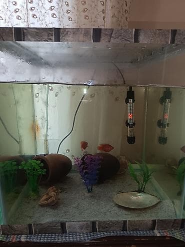 bala pitbul: Dördbucaq akvarium, Balıqlarla birlikdə, 64 l, Ünvandan götürmə — 1