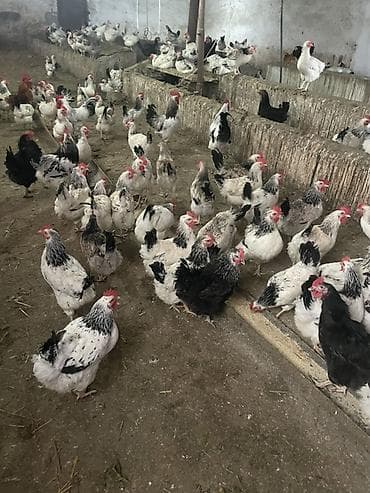 kend yumurtası: Serebristi, Xarkov və Avstralop mayalı toyuq yumurtaları. Hər gün — 3