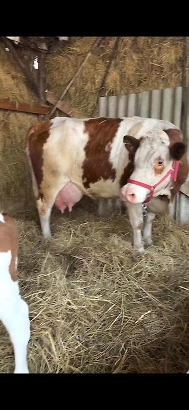 simmental inekler: Satılır təmiz qan simentaldı 32 lt sud verir — 2